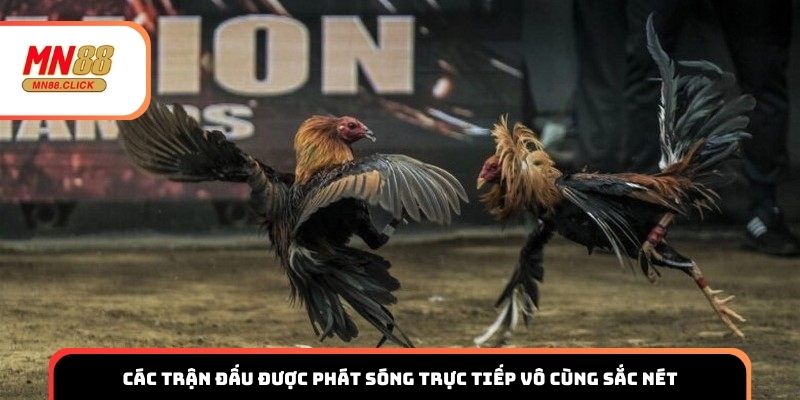 Các trận đấu được phát sóng trực tiếp vô cùng sắc nét