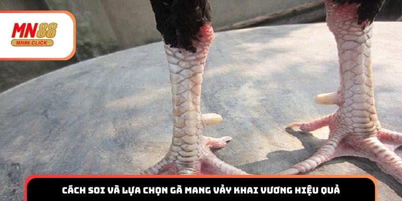 Cách soi và lựa chọn gà mang vảy khai vương hiệu quả