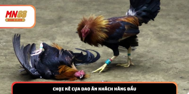 Chọi kê cựa dao ăn khách hàng đầu