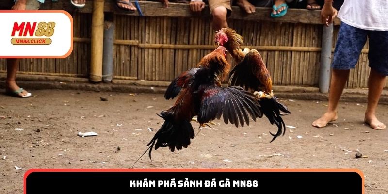 Khám phá sảnh đá gà MN88