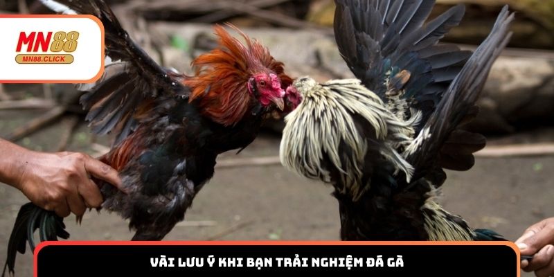 Vài lưu ý khi bạn trải nghiệm đá gà