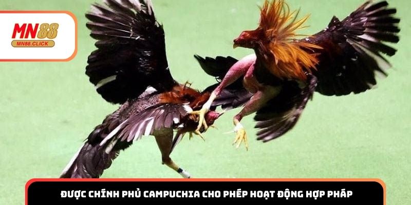  Đá gà Thomo được chính phủ Campuchia cho phép hoạt động hợp pháp