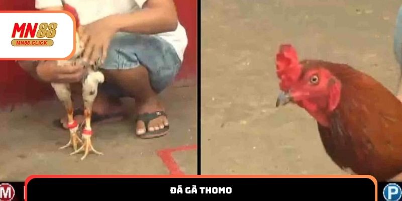 Đá gà Thomo