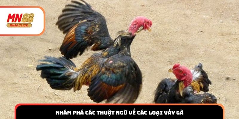 Khám phá các thuật ngữ các loại vảy gà