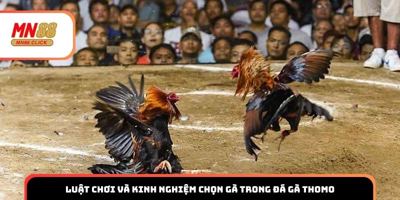 Luật chơi và kinh nghiệm chọn gà trong đá gà Thomo