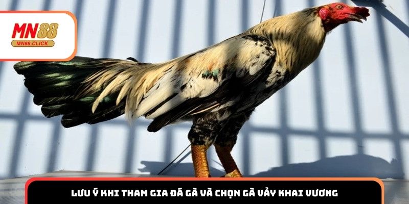 Lưu ý khi tham gia đá gà và chọn gà vảy khai vương
