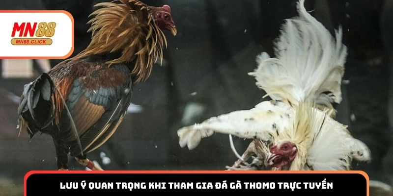 Lưu ý quan trọng khi tham gia đá gà Thomo trực tuyến
