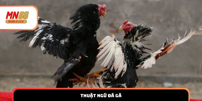 Thuật Ngữ Đá Gà