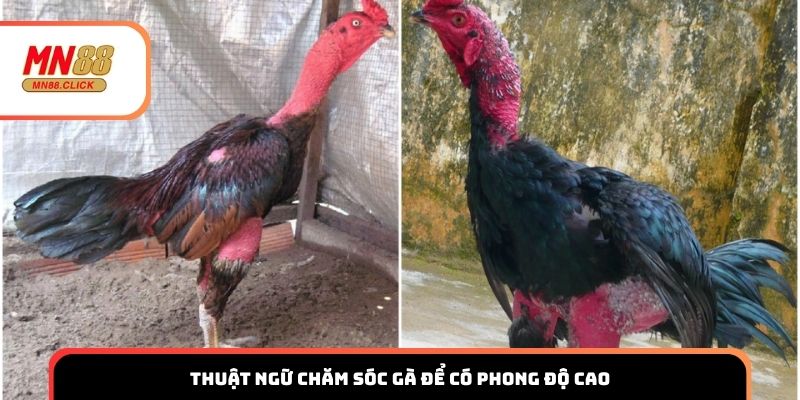 Thuật ngữ trong chăm sóc gà để chiến kê luôn đạt phong độ cao
