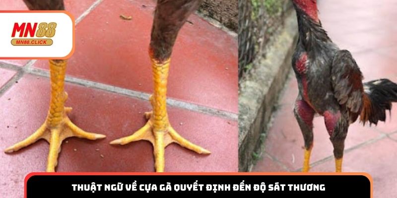 Thuật ngữ về cựa gà quyết định đến sát thương