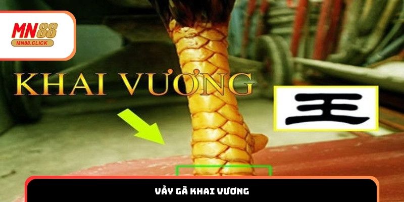 Vảy gà khai vương