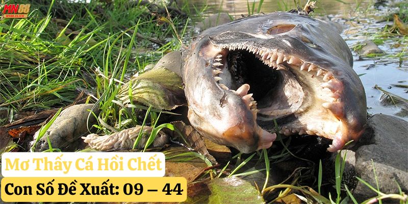 nằm mơ cá hồi