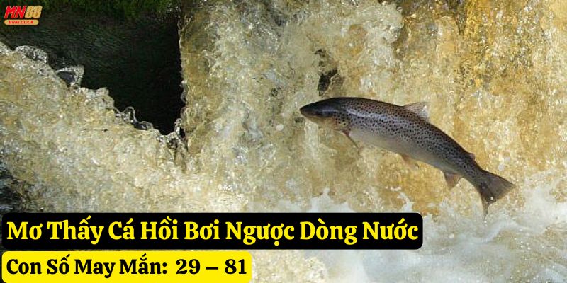 mơ thấy cá hồi