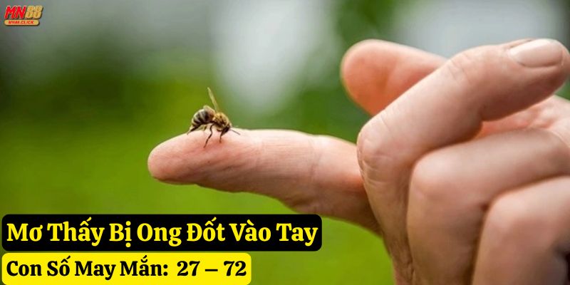 mơ thấy ong đốt mn88