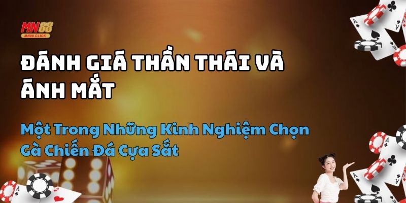kinh nghiệm chọn gà chiến đá cựa sắt