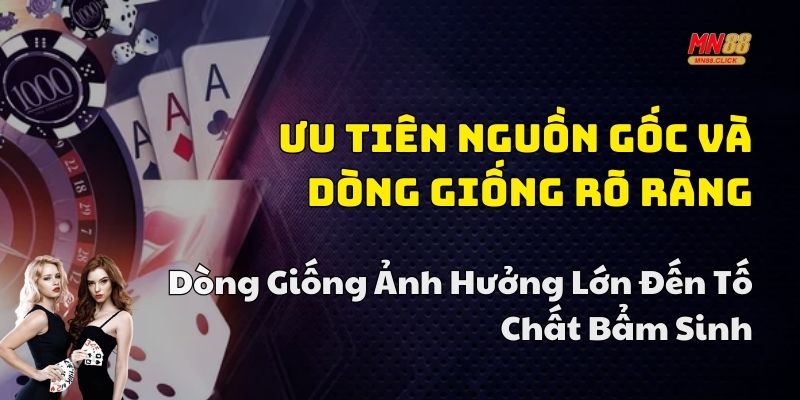 kinh nghiệm chọn gà chiến đá cựa sắt mn88