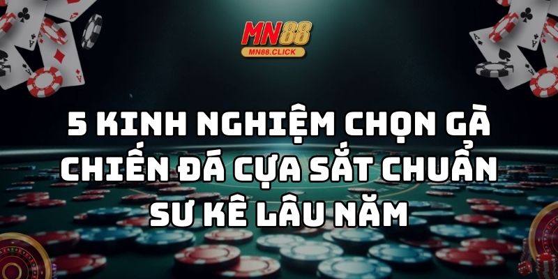 kinh nghiệm chọn gà chiến đá cựa sắt mn88 thumb