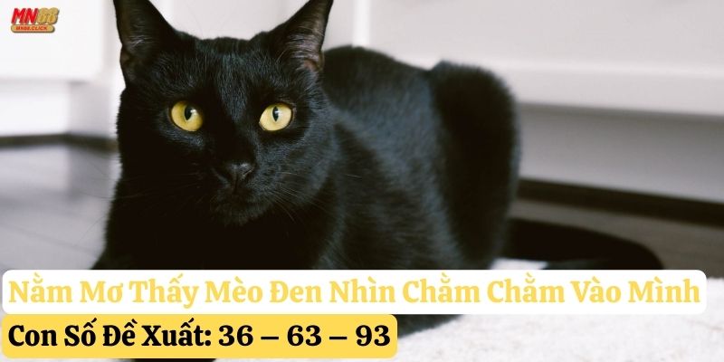 mơ thấy mèo đen
