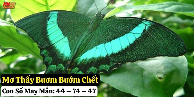 mơ thấy bươm bướm