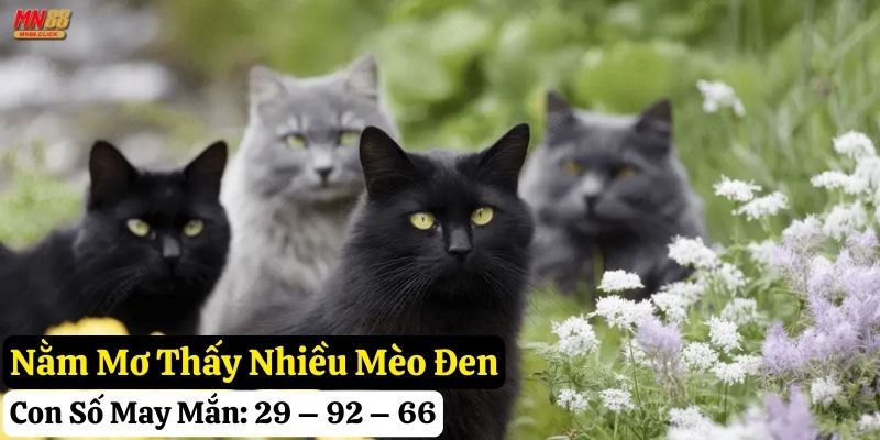 nằm mơ thấy mèo đen