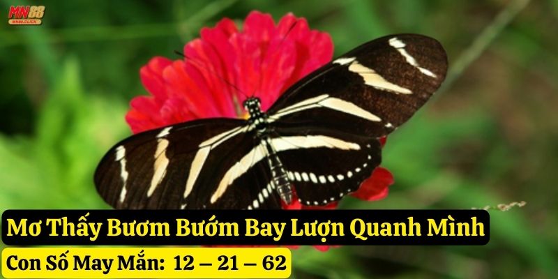 mơ thấy bươm bướm mn88