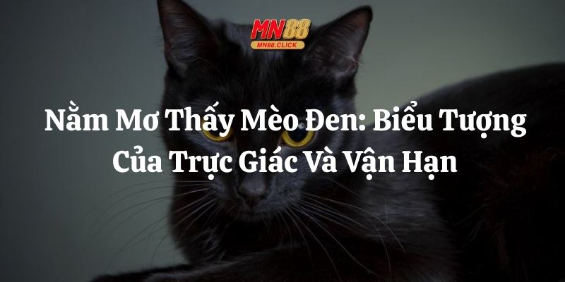 nằm mơ thấy mèo đen mn88 thumb