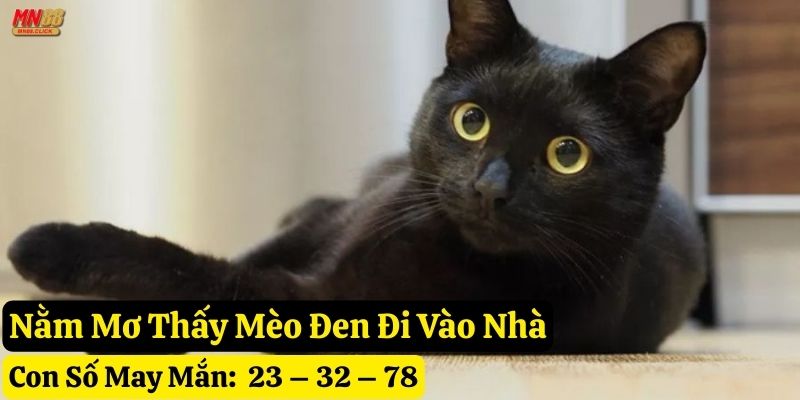 nằm mơ thấy mèo đen mn88